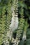 Black cohosh  Cimicifuga  racemosa  perennial