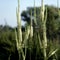 Black cohosh  Cimicifuga  racemosa  perennial