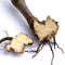 Black cohosh  Cimicifuga  racemosa  perennial  roots