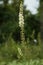 Black cohosh plant - Cimicifuga racemosa