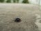 The Black Coleoptera walking