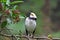 Black-collard Starling, Sturnus nigricollis