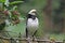 Black-collard Starling, Sturnus nigricollis