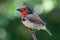 Black-collared barbet