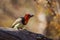 Black collared Barbet in Kruger National park, South Africa