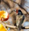 Black collared Barbet looks towards apple