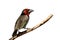 Black-collared barbet, Lybius torquatus