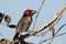 Black-collared barbet, Lybius torquatus