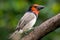 Black collared barbet lybius torquatus