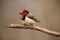 The black-collared barbet (Lybius torquatus) sitting on the branch.