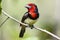 Black-collared Barbet - Okavango Delta - Botswana