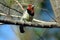 Black-collared barbet sitting on a branch