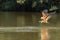 Black Collared Hawk Approaching River to Fish