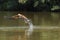 Black Collared Hawk Fishing in River