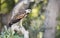 Black-collared hawk perched on a tree