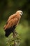 Black-collared hawk in profile perched on stump