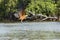 Black Collared Hawk Taking Off over River