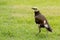 Black-collared Starling bird (Sturnus nigricollis)