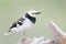 Black-collared Starling bird (Sturnus nigricollis) standing on the branch