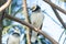 Black-collared Starling bird (Sturnus nigricollis) standing on the branch