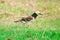 Black-collared Starling, Black-collared Myna walks on lawns