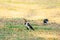 Black-collared Starling Gracupica nigricollis