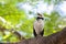 Black-collared Starling singing on tree