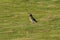 Black-collared Starling is standing on the grass, it looks like a gentlemen wearing a suit.