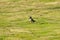 Black-collared Starling is standing on the grass, it looks like a gentlemen wearing a suit.