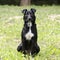 Black Collie mixed breed dog sitting