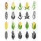 Black and color corn harvest icons isolated on white background