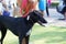 Black color dog with pink leash