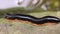 Black color millipede going to forward footage clip