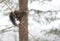 Black colored, common female grey squirrel balances herself on a thin tree branch.