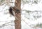 Black colored, common female grey squirrel balances herself on a thin tree branch.