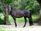 A black colored horse. Side view portrait