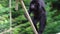 Black colored javan lutung walking over a rope, vulnerable animal specie from the Java island of Indonesia