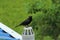 Black colored `Koel` or `Cuckoo` bird sitting and staring on a roof gutter with green blur background.