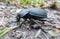 Black coloured ground beetle
