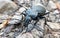 Black coloured ground beetle