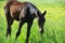 Black colt  grazing   at pasture freely. summer sunny day