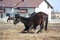 Black colt lying down on the ground