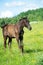 Black  colt  resting at pasture. summer sunny day. herd life