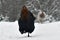 Black combed hen of old resistant breed Hedemora from Sweden on snow in wintery landscape.