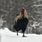 Black combed rooster of old resistant breed Hedemora from Sweden on snow in wintery landscape.