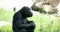 A black common chimpanzee sitting on the grass FS700 4K