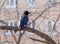 Black common raven Corvus corax or northern raven sits on tree branch and looks directly on watcher