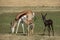 Black and common springbok calves grazing on green grass, facing the viewer