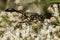 a black common thread bellied wasp Ammophila procera sucking nectar from a white common boneset flower.