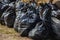 Black, complete and tied garbage bags standing together on the street,